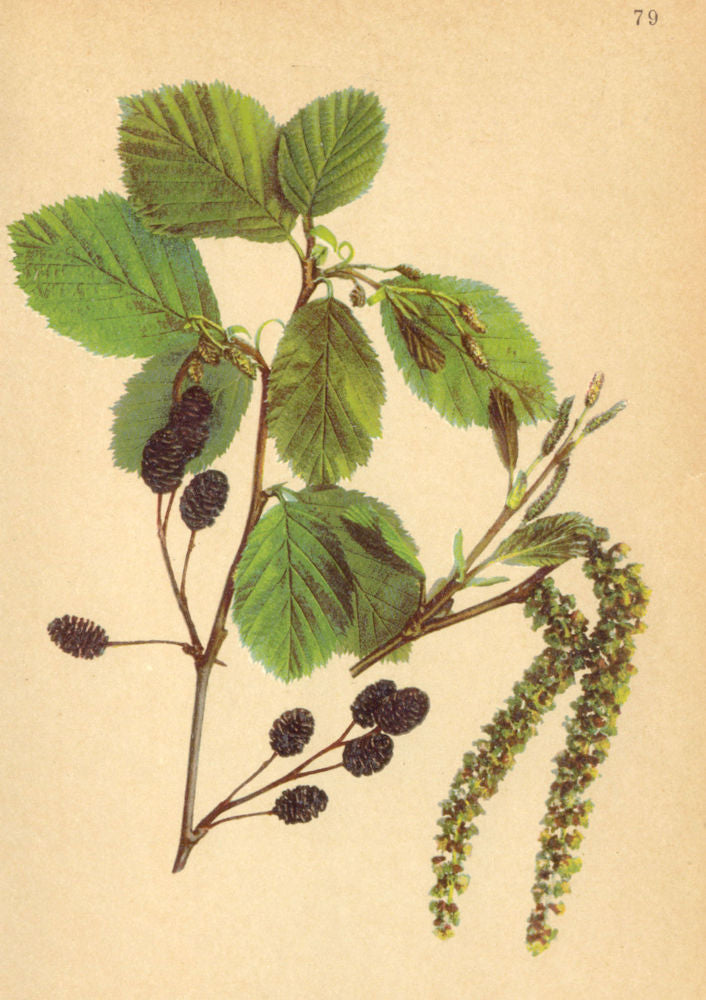 ALPENFLORA ALPINE FLOWERS. Alnus Viridis (Vill. ) DC-Grünerle 1897 old print